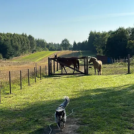 Islandzka *