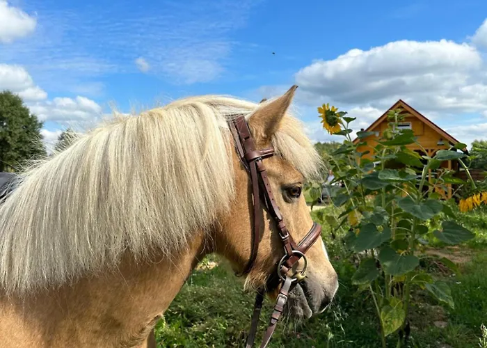 Islandzka Chatka- Jacuzzi I Sauna W Cenie