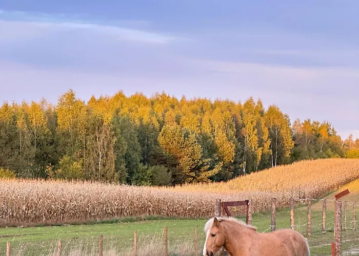 Islandzka Chatka- Jacuzzi I Sauna W Cenie * Mzyki